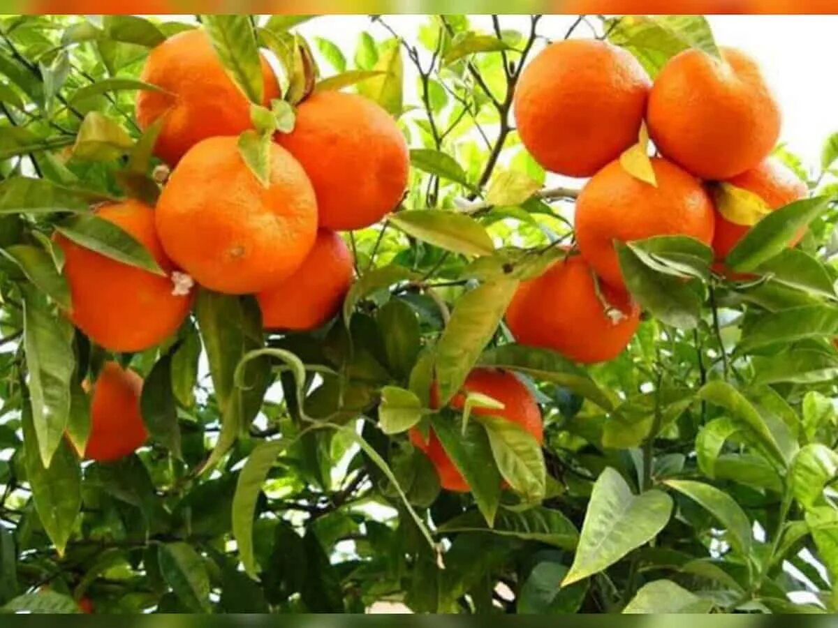 На дереве висят мандарины сначала. Цитрус мандарин (плоды желто-оранжевые). Мандарины Гранада. Мандариновое дерево Oriana Orange. Дерево цитрусовое Каламанов.