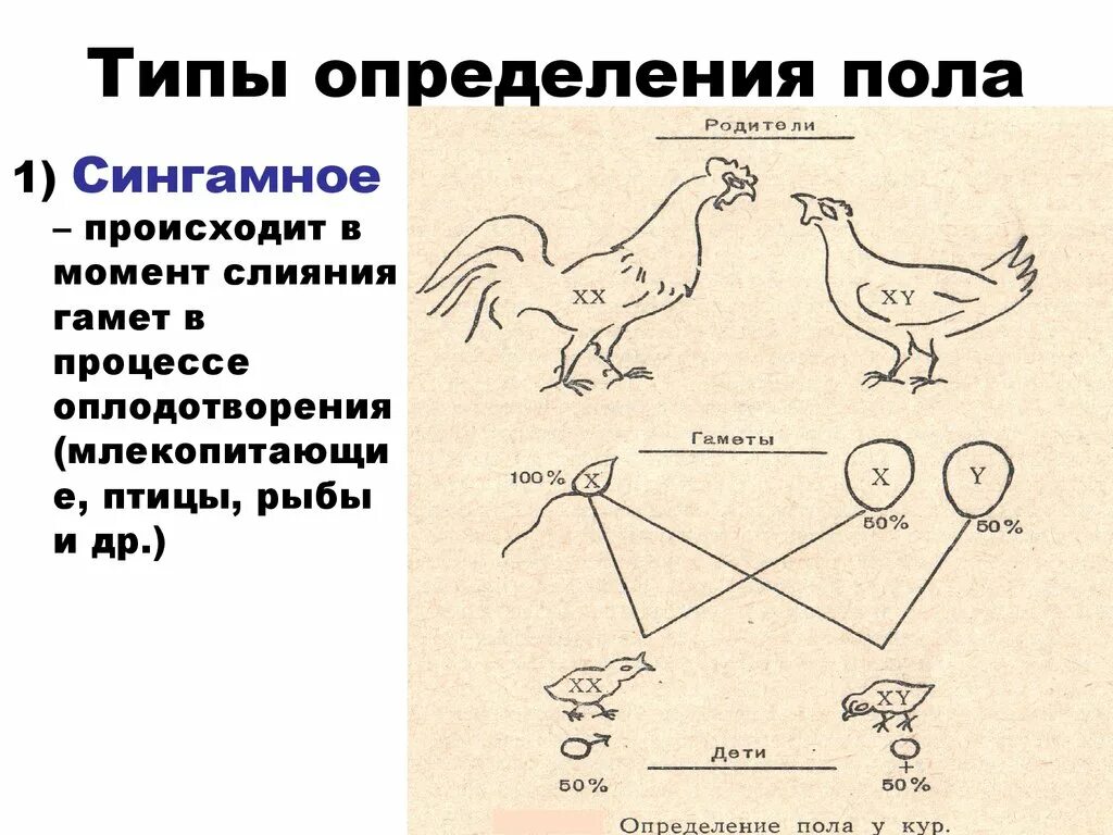 Определение пола типы определения пола. Типы определения пола схема. Тип определения пола у птиц. Определение пола у животных.