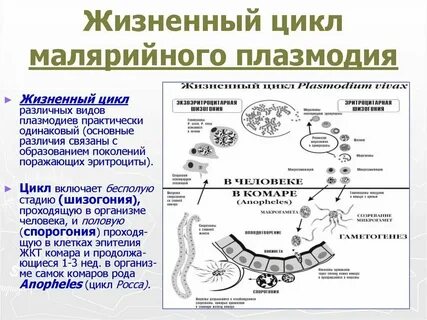 Кто является хозяином малярийного плазмодия