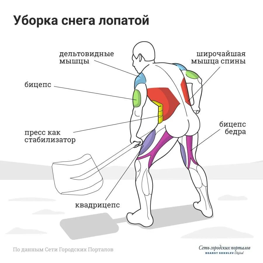 Какие мышцы самые. Тренажер гребля какие мышцы работают. Мышцы при уборке снега. Мышцы задействованные при уборке снега. Уборка снега группы мышц.