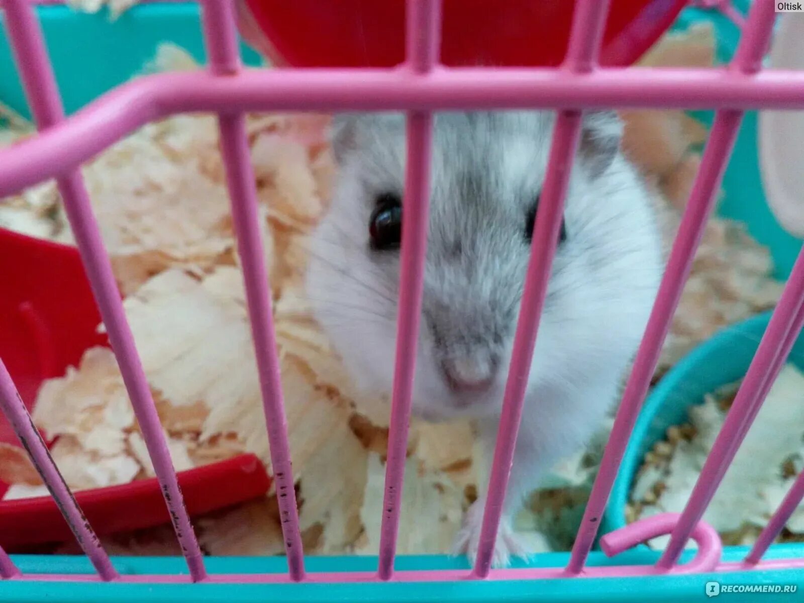 Сирийский хомячок клетка. Клетка для хомяка с колесом. Как получить lvl в хомяке. Джунгарский хомячок. Сирийский хомяк фото.
