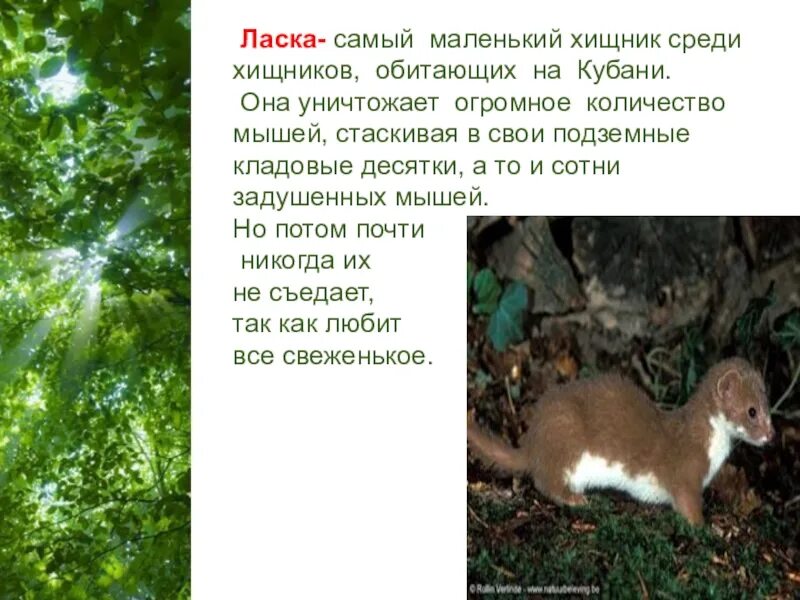 Сообщение о животном краснодарского края. Животные красной книги краснодарского края. ласка краснодарский край. доклад о животных краснодарского края. животное красной книги краснодарского края.
