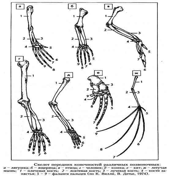 Скелет передних и задних конечностей млекопитающих