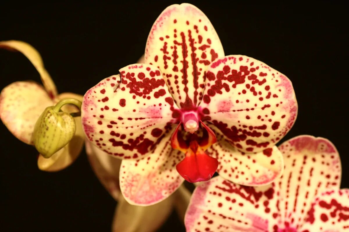 Орхидея фронтера. Anthura frontera фаленопсис. Орхидея фаленопсис фронтера. Орхидея фронтера. Орхидея фронтера.