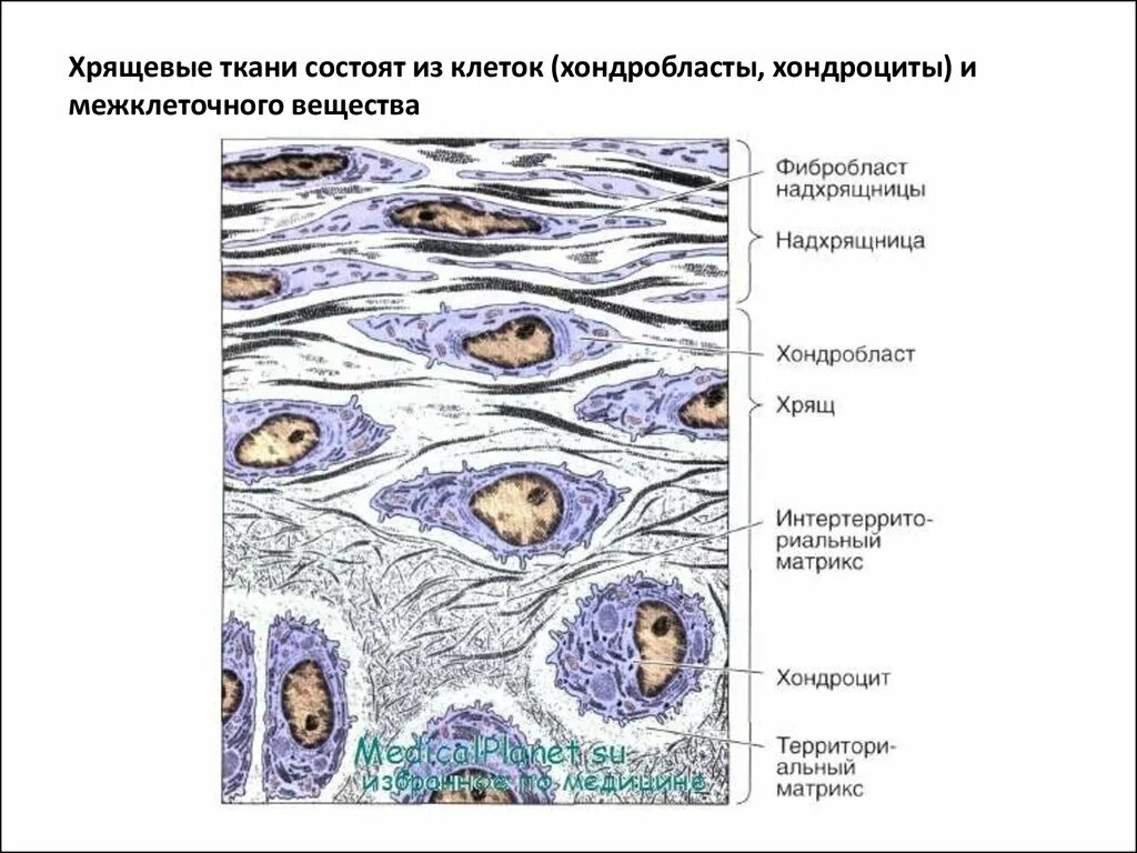 Строение надхрящницы гистология. Хондробласты в хрящевой ткани. Схема строения хрящевой ткани. Хрящевая ткань строение. Хрящевая ткань животного