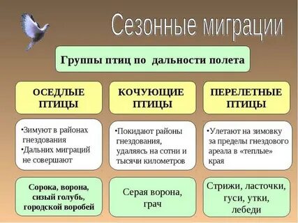 Миграция птиц виды