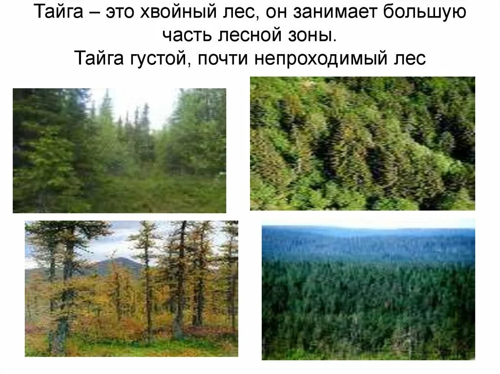 Природная зона тайга 5 класс. Тайга природная зона 4 класс. Тайга презентация. Растения тайги. Зона таежных лесов.