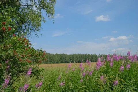 Сегодня подмосковье какой