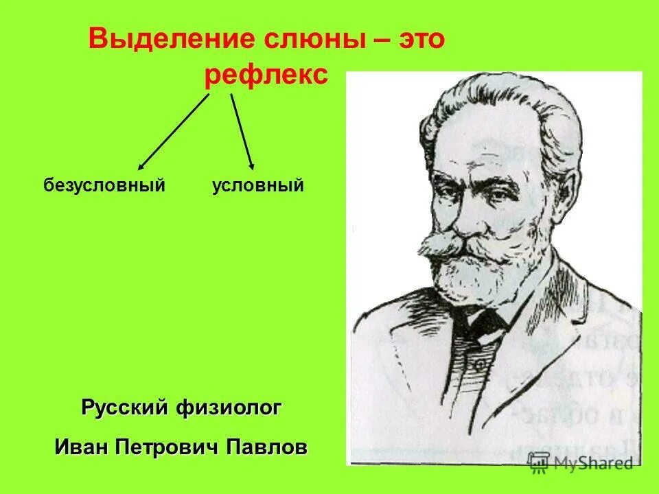 Выделение слюны во время еды. Рефлекс выделения слюны. Рефлекторное выделение слюны. Безусловно рефлекторное выделение слюны. Условные рефлексы выделение слюны.