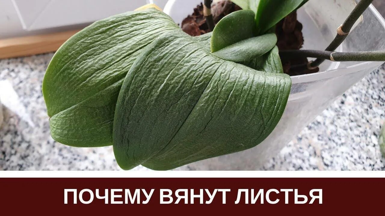 У орхидеи вялые листья что делать. Орхидея фаленопсис завядающее. тургор у орхидеи. орхидея фаленопсис листья вялые. тургор листьев орхидеи.