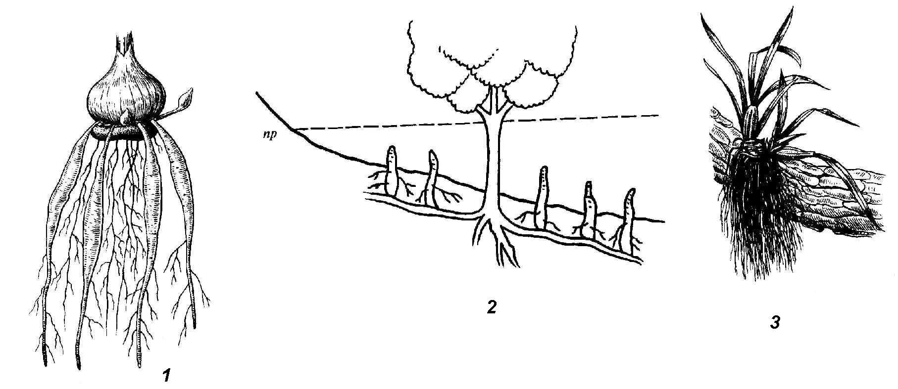 Размножение видоизмененным корнем. Контрактильные («втягивающие») корни. Втягивающие корни гладиолуса.