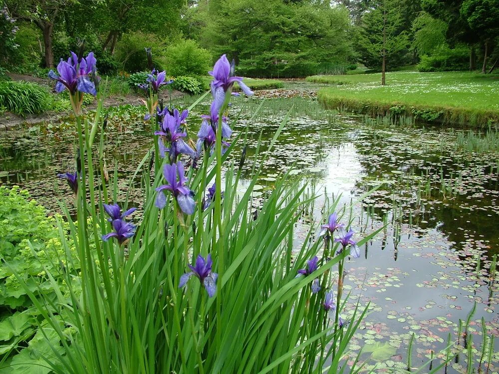 ирис озерный. ирисы на болоте. ирис гладкий iris laevigata. река ирис. река ирис.