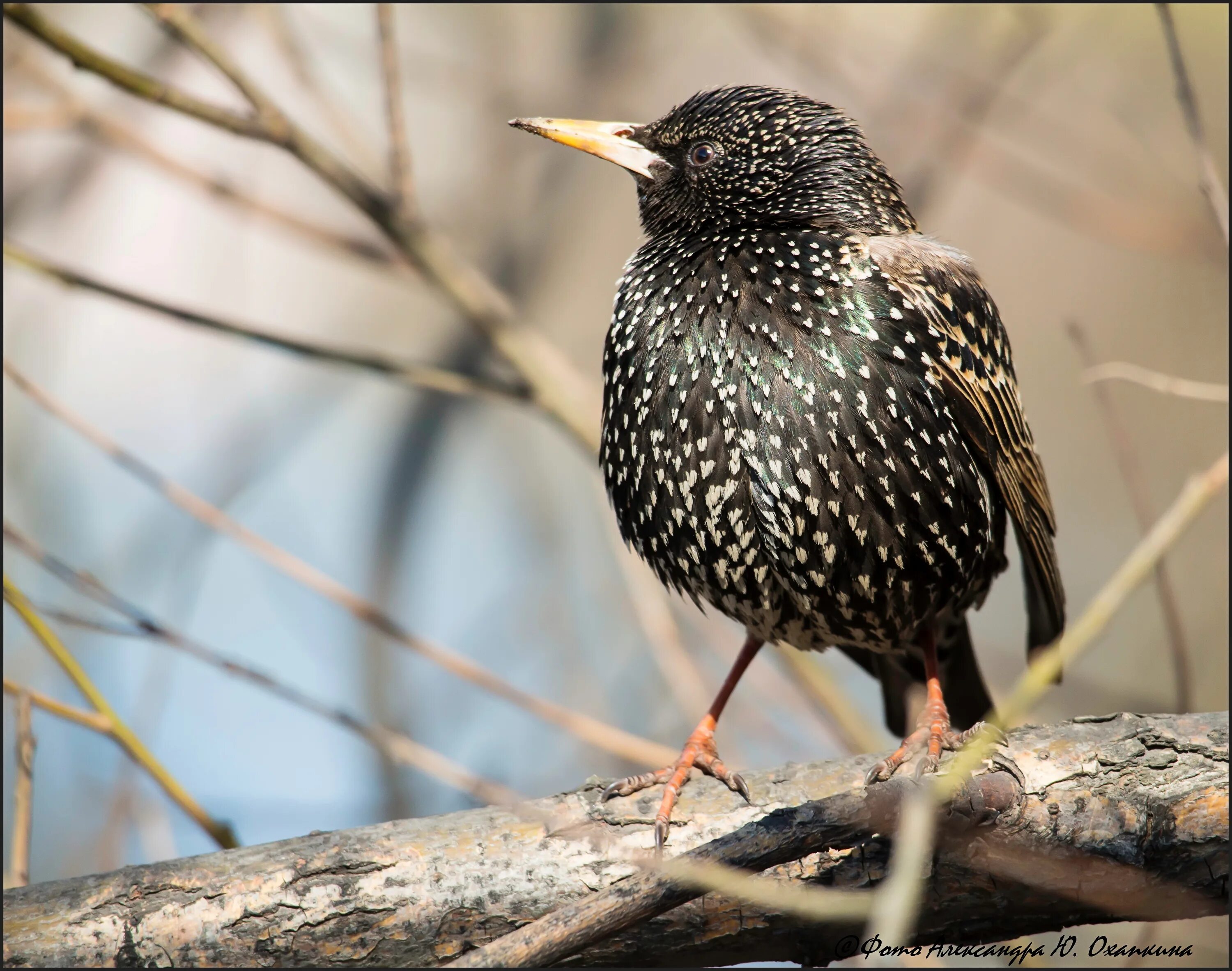 птицы похожие на скворцов. обыкновенный скворец шпак. птицы похожие на скворцов. птицы похожие на скворцов фото. шпак скворец.