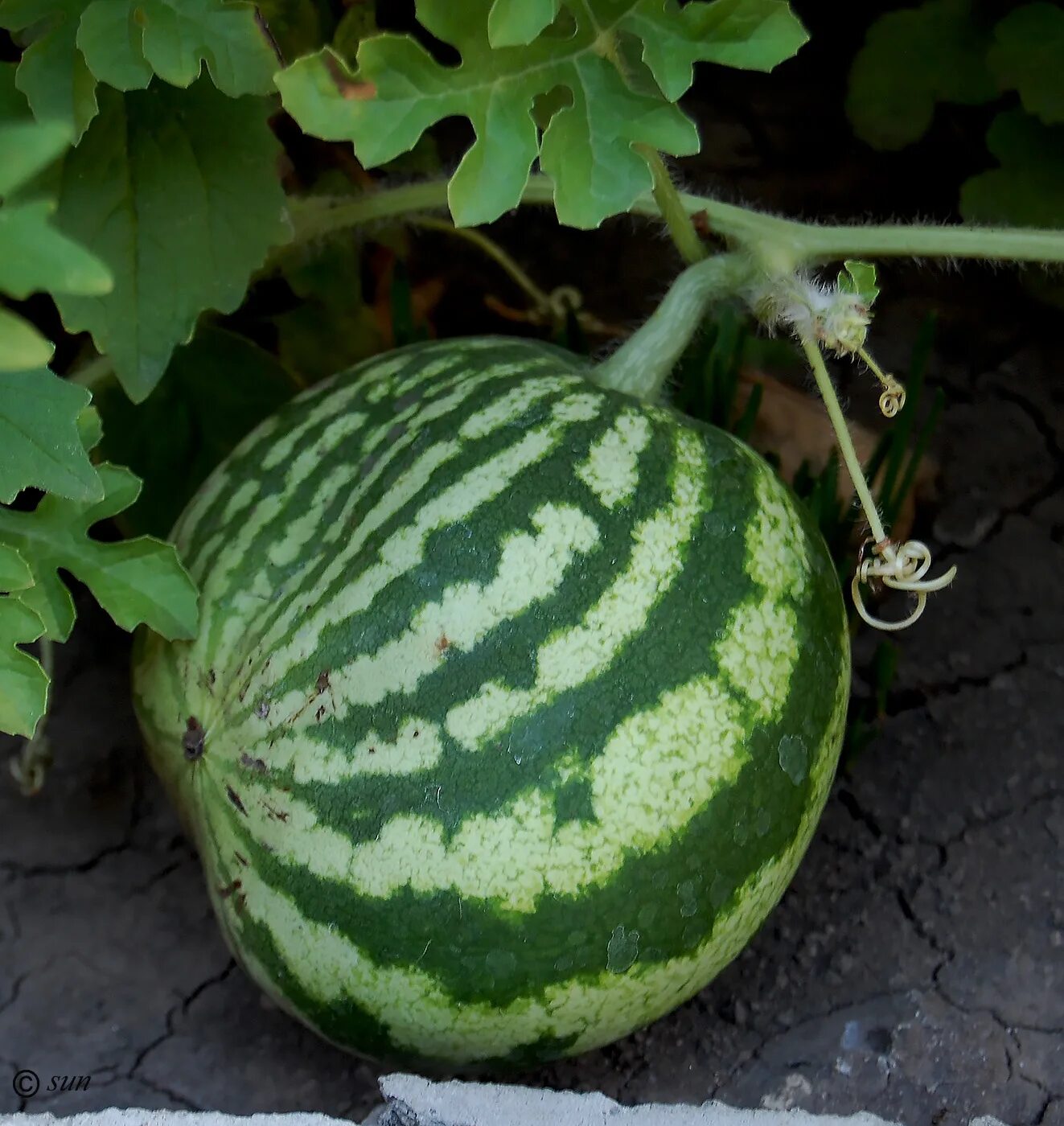 Citrullus lanatus. Арбуз обыкновенный шерстистый. Семейство бахчевых. Стебель арбуза