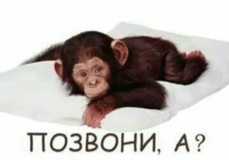 Обезьяна звонок