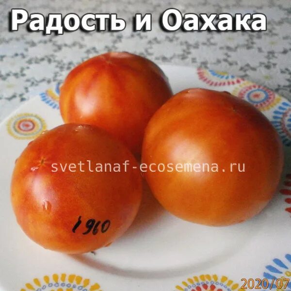 Помидоры сорт радость. Томат сорт радость и охака. томат моя радость.