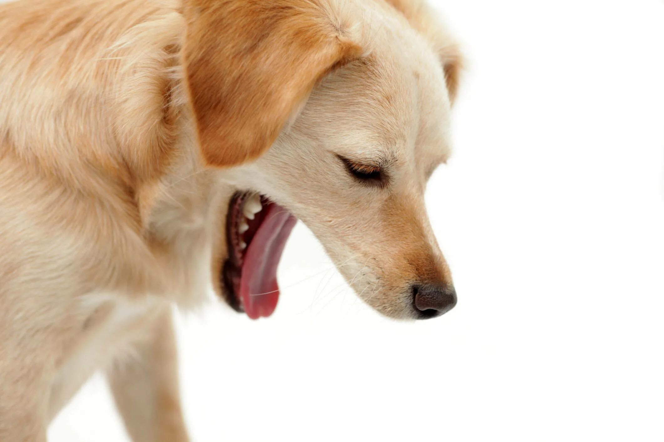 Dogs что делать. Пироплазмоз (бабезиоз) у собак. Ошейник для собак. Dogs что делать. Собаки вытворяют.