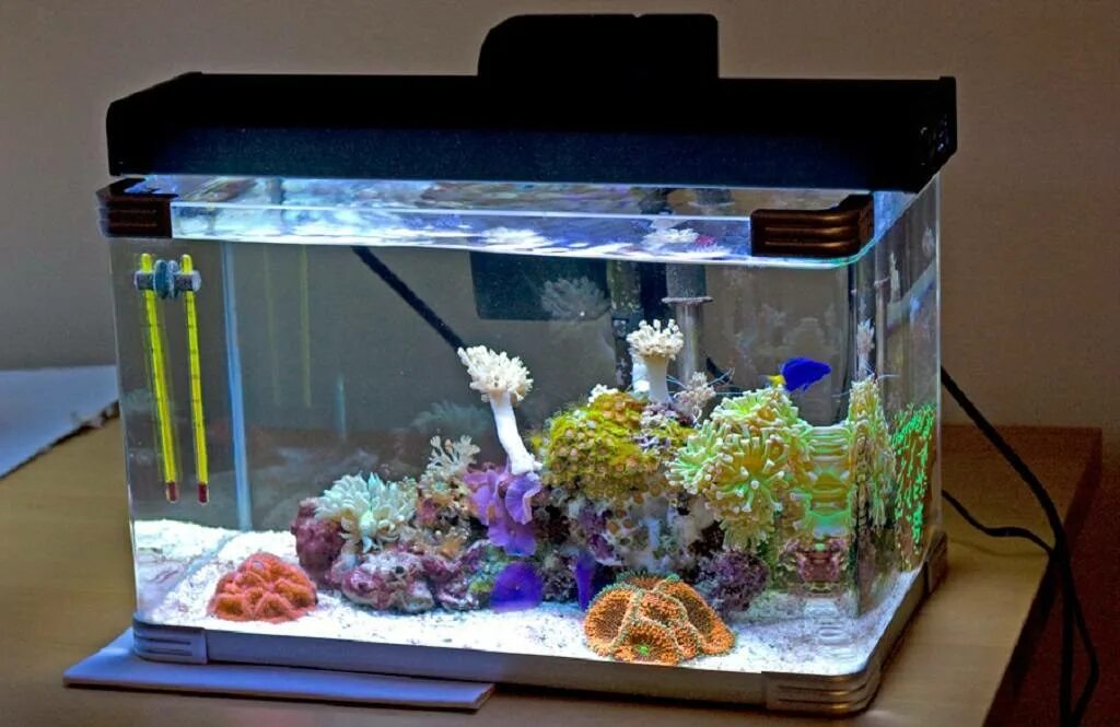 Аквариум Arcadia Nano. Аквариум мини риф. Морской нано аквариум. Reef 10 Gallon. Можно ли в аквариум налить