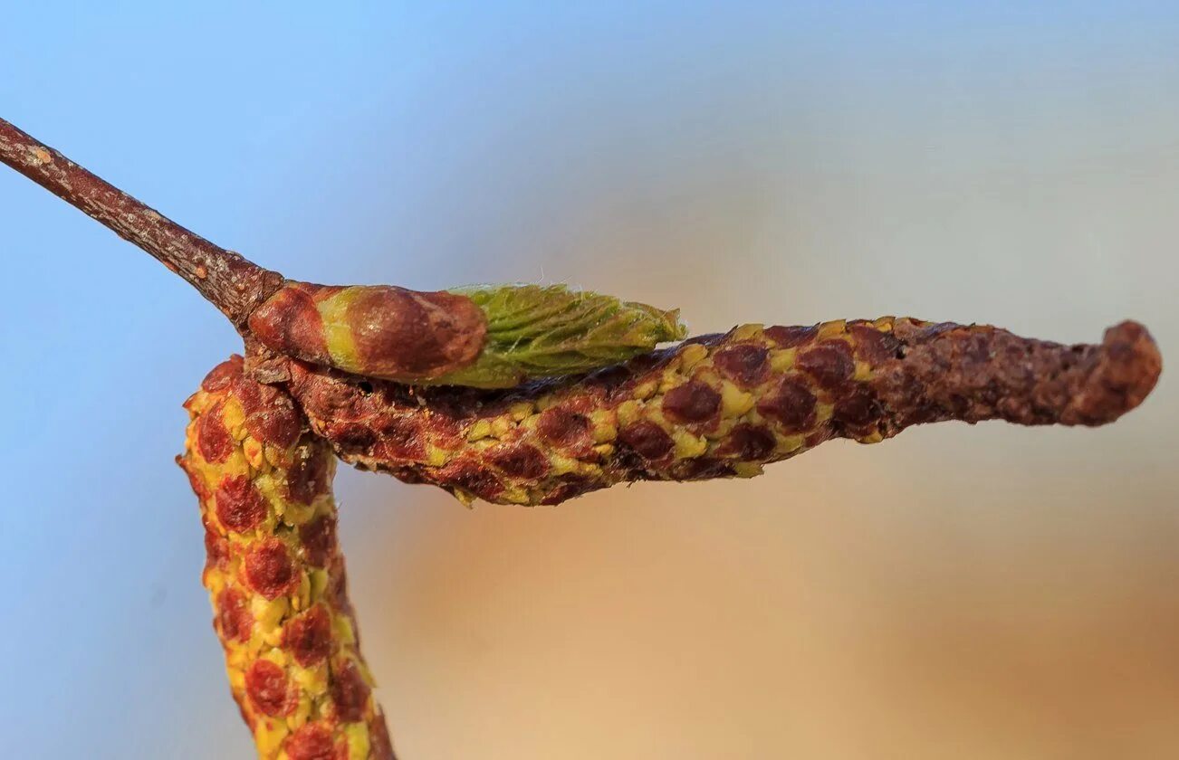 пыльца березы