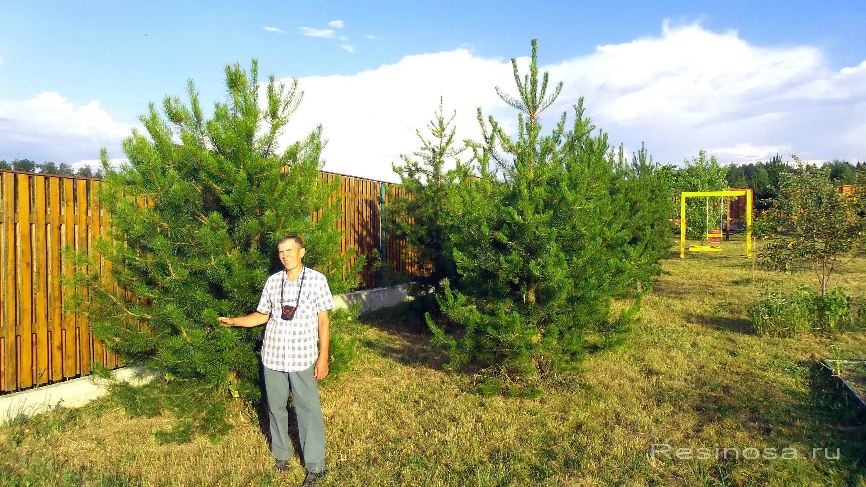 Сосна румелийская