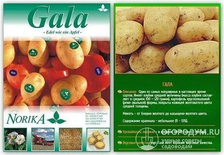 Картошка гала характеристика и описание сорта фото