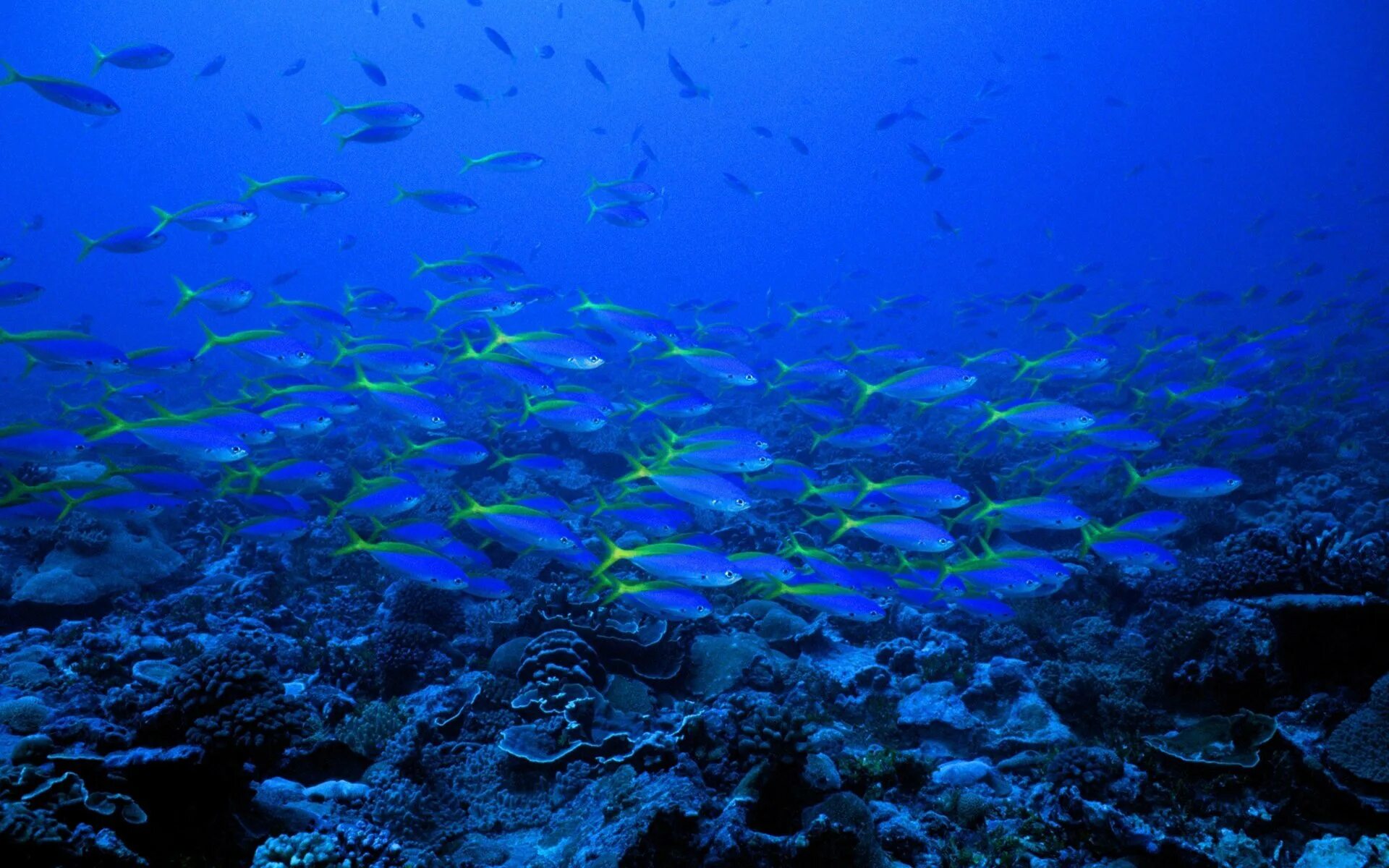 Подводный мир. Подводный мир Средиземного моря. Дно океана. Подводный мир океана. Мир морских глубин