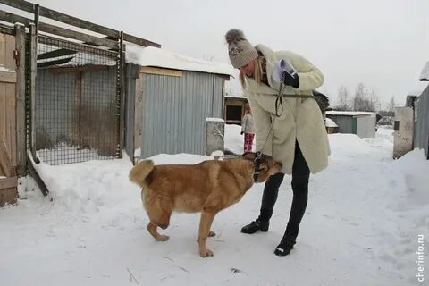 Приют череповец