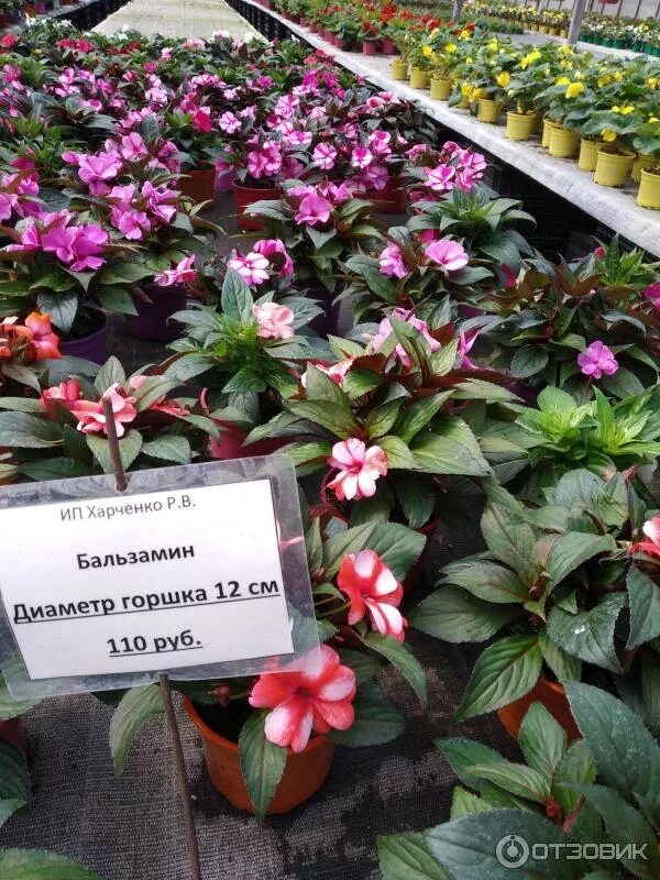 Харченко рассада островцы. Питомник харченко в островцах каталог. Питомник харченко в островцах каталог. Садовый центр островцы харченко. Агрофирма подмосковное островцы.