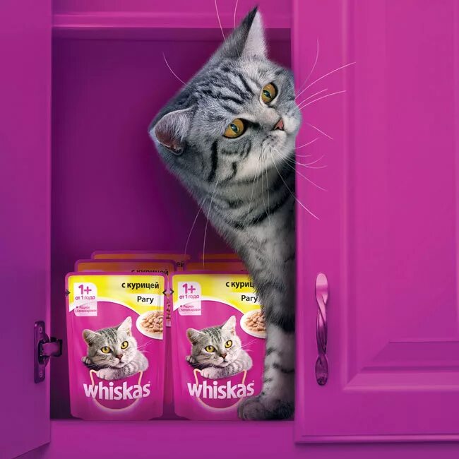 Музыка из рекламы вискас. Kitekat Whiskas. Реклама вискас корм для кошек. Реклама вискас. Рекламная кошка вискас.