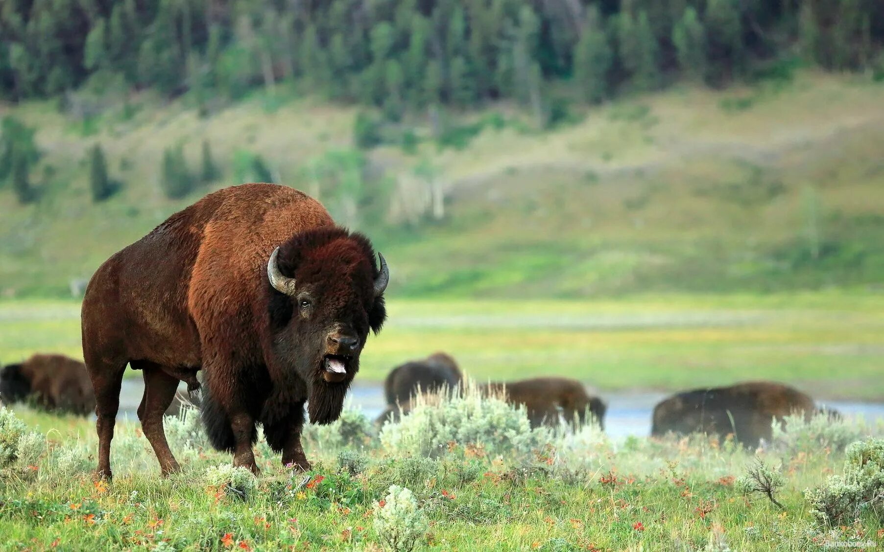 Зубры бобры. Лесной Бизон Северной Америки. ЗУБР Bison bonasus. ЗУБР И Зубренок. ЗУБР кавказский заповедник.