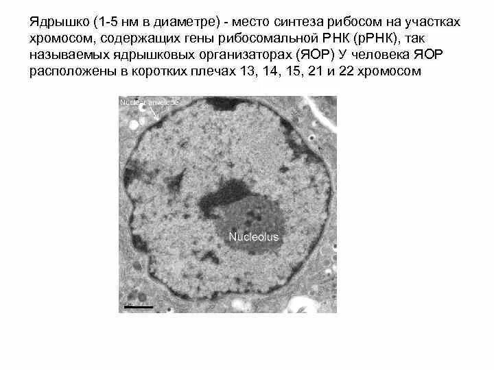 Растворение ядрышка. Образование ядрышка. Ядрышкообразующие хромосомы. Место синтеза РРНК В ядрышке. Синтез рибосом в ядрышке.