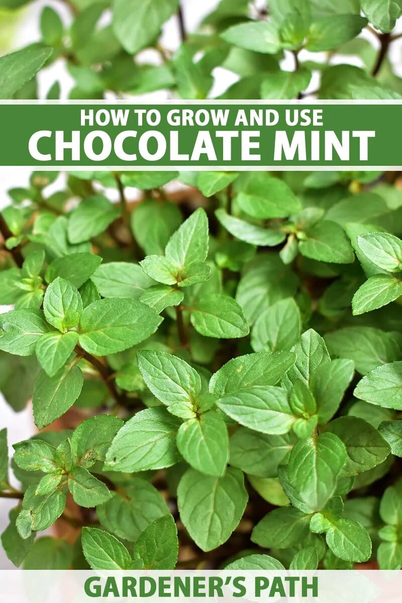 Mentha piperita Chocolate Mint. Мята перечная шоколадная. Мята шоколад семена. Мята шоколад (Mentha Chocolate) с2. Мята шоколадная семена купить