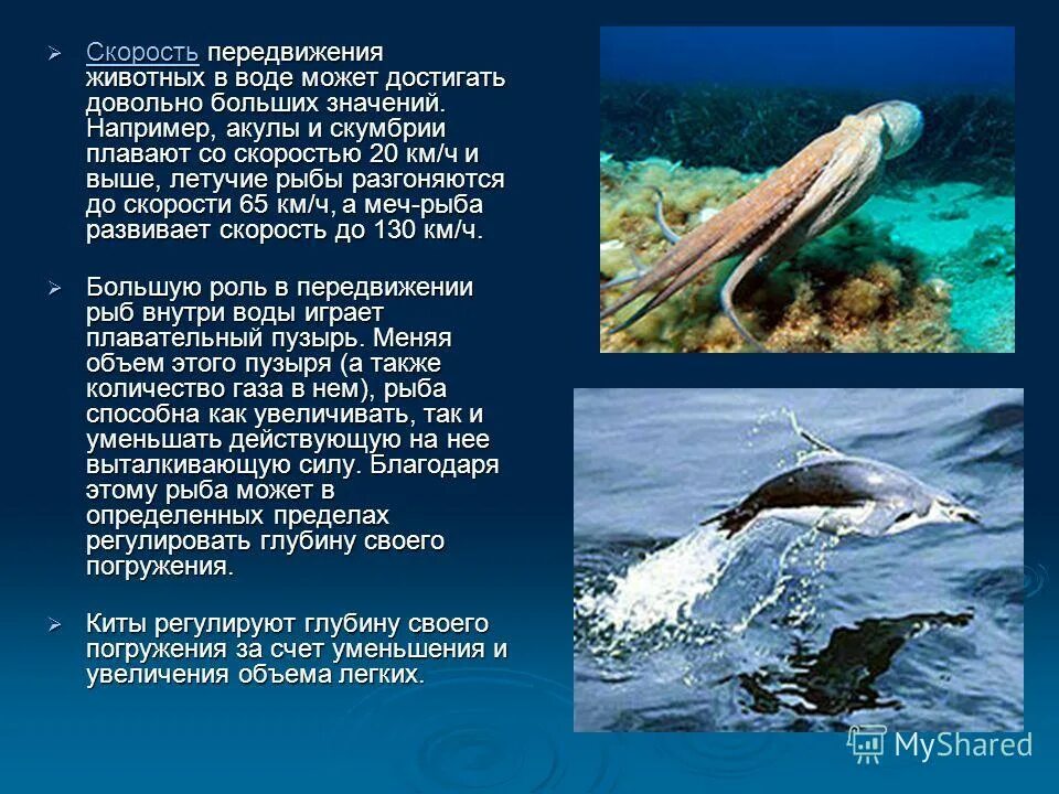 глубина ныряния китов. максимальная глубина погружения кита. максимальная глубина погружения дельфина. глубина погружения тела. как регулируют глубину погружения киты.