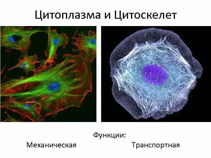 Цитоскелет микрофиламенты. Цитоскелет флуоресцентная микроскопия. Цитоскелет эукариот строение. Цитоскелет нейрона микротрубочки микрофиламенты.