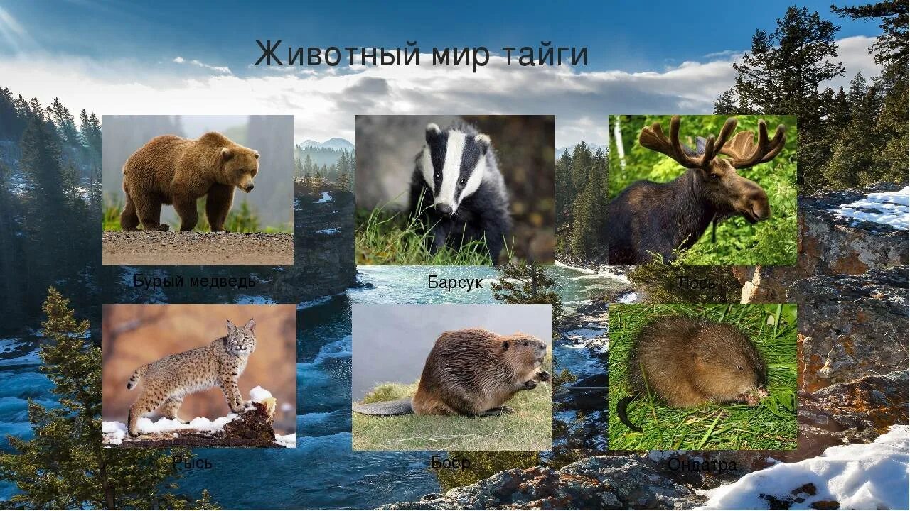 Органический мир лесов. Обитатели тайги. Животный мир тайги в России. Животный мир таежной зоны. Зона тайги животные.