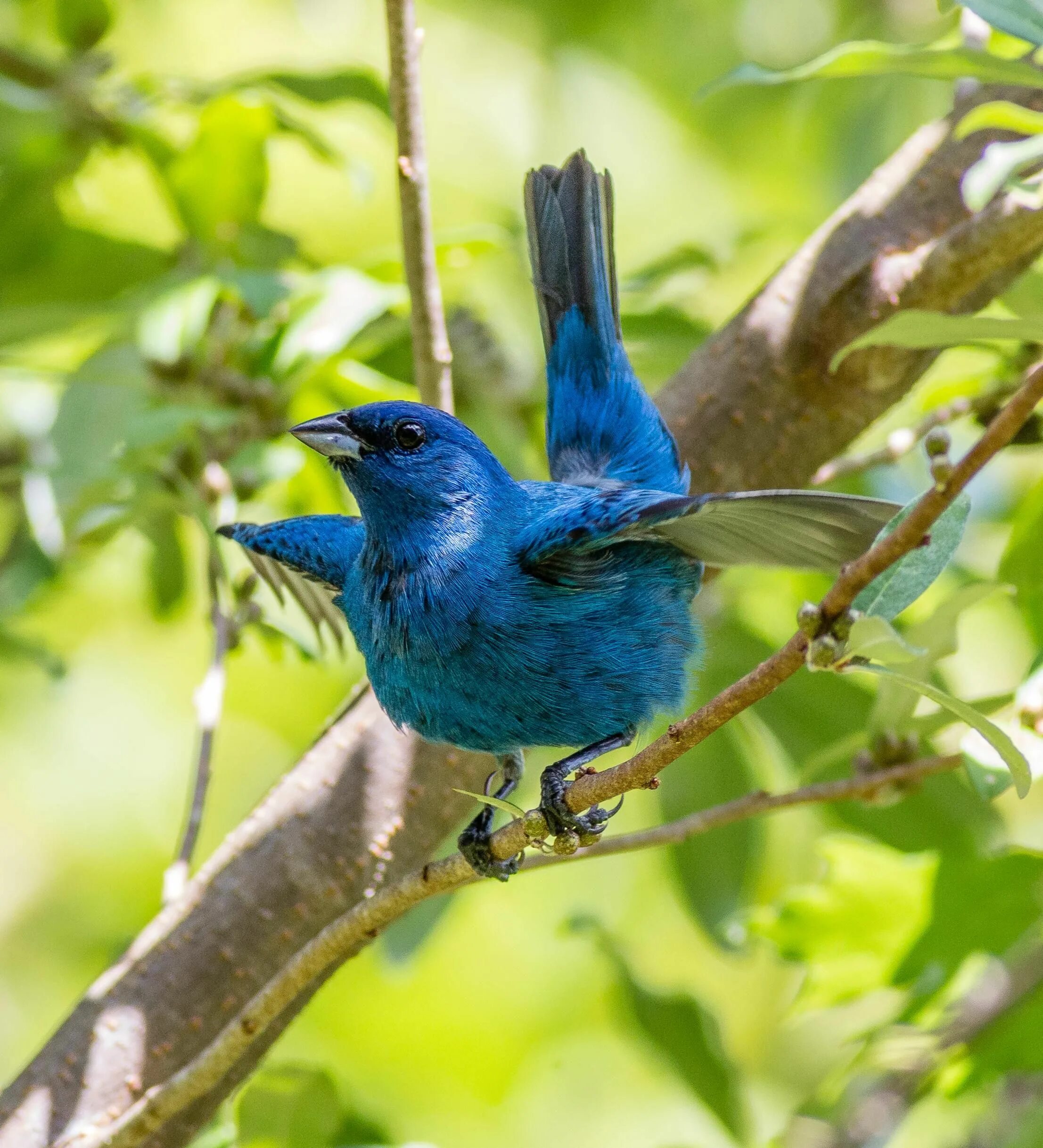 Две синие птицы. Passerina cyanea. Indigo Bunting. Синяя птичка. Птица цвета индиго.