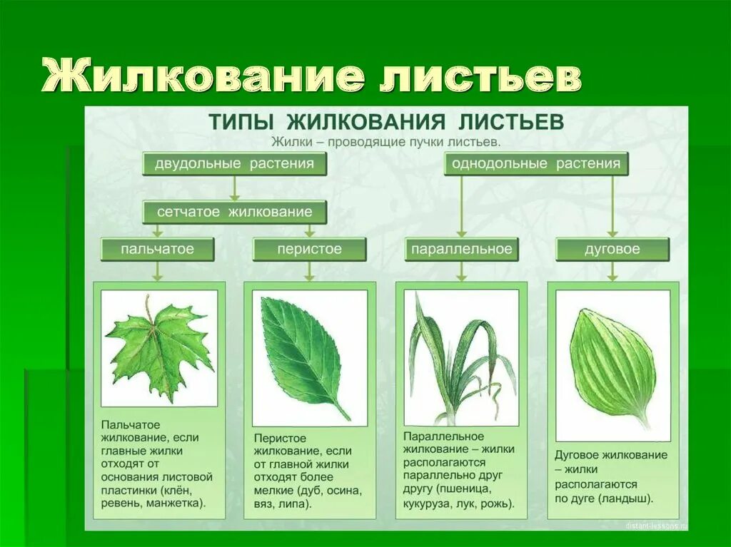 Дуговое жилкование листовой пластинки у. Термопсис Тип жилкования листьев. Типы жилкования 6 класс биология. Жилкование листьев перистое пальчатое дуговое параллельное.