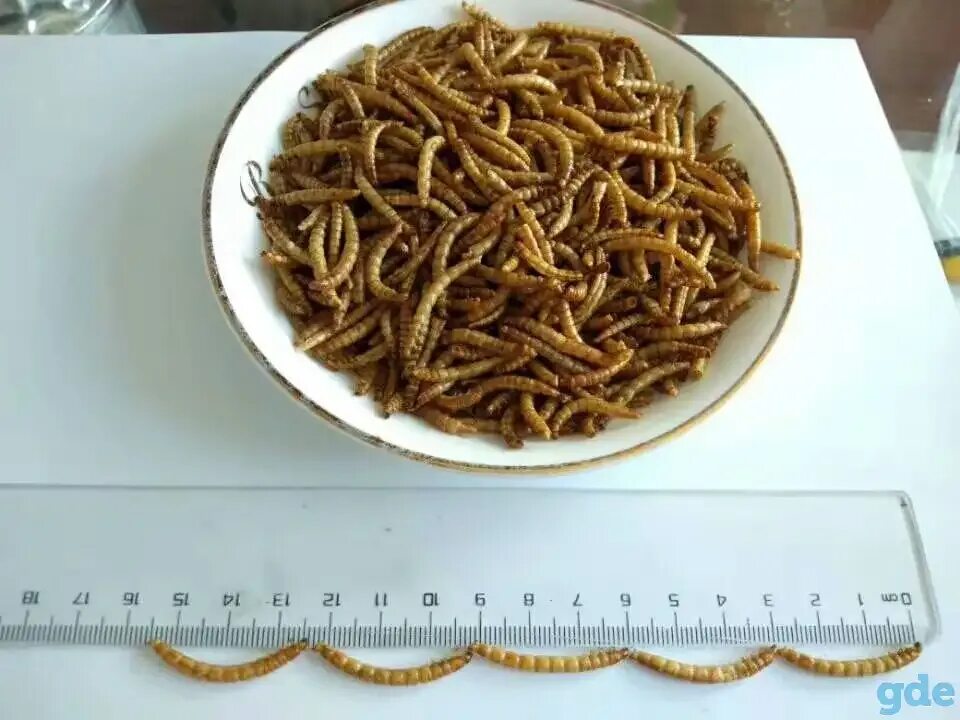 Литтл ван мучной червь. Сушеный морской червь нереис. Червь нереис дальневосточный. Мучной червь сухой. Сушеный червяк.