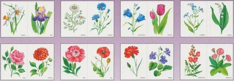 Дидактические игры на тему цветы. Цветы для дошкольников. Карточки с изображением цветов. Названия цветов для дошкольников. Садовые цветы для дошкольников.