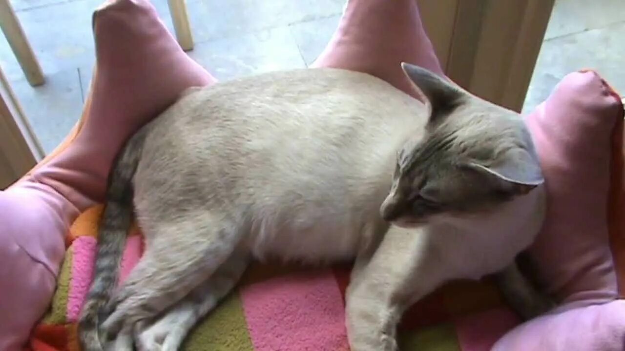 домашние котята. роды мяукающей кошки. роды мяукающей кошки. роды мяукающей кошки. роды мяукающей кошки.