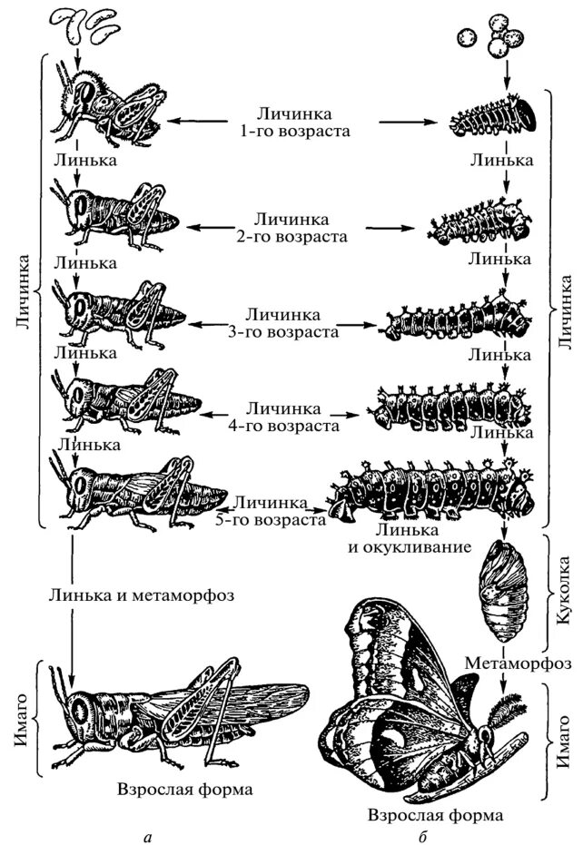 Непрямое развитие полный и неполный метаморфоз. Типы онтогенеза с полным и неполным превращением. Схема личиночного типа развития. Тип онтогенеза прямой неличиночный непрямой личиночный. Полный метаморфоз стадии
