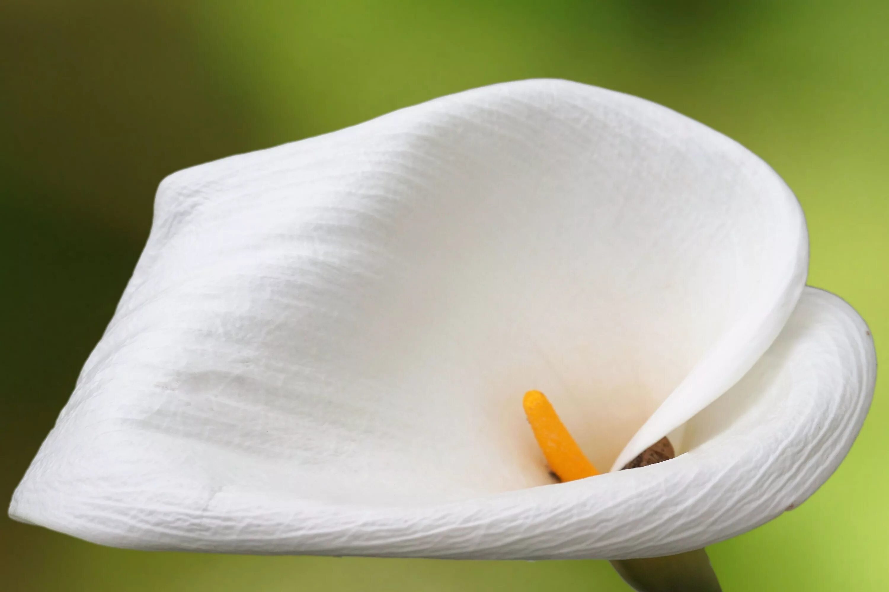 Ноги белый цветок. Белокрыльник (Калла). Цветы - белокрыльник (White Calla Lily). Калла Вайт идеал. Калла Голд Краун.