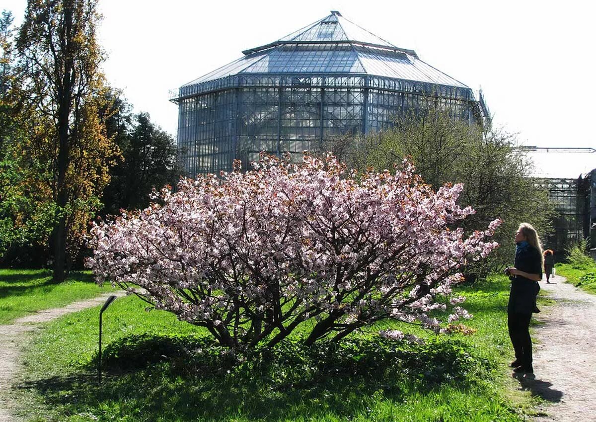 павловск музей-заповедник парк. павловск парк питер. ботаника павловск. павловск павловский парк розовый павильон. пейзажный парк камерон павловск.