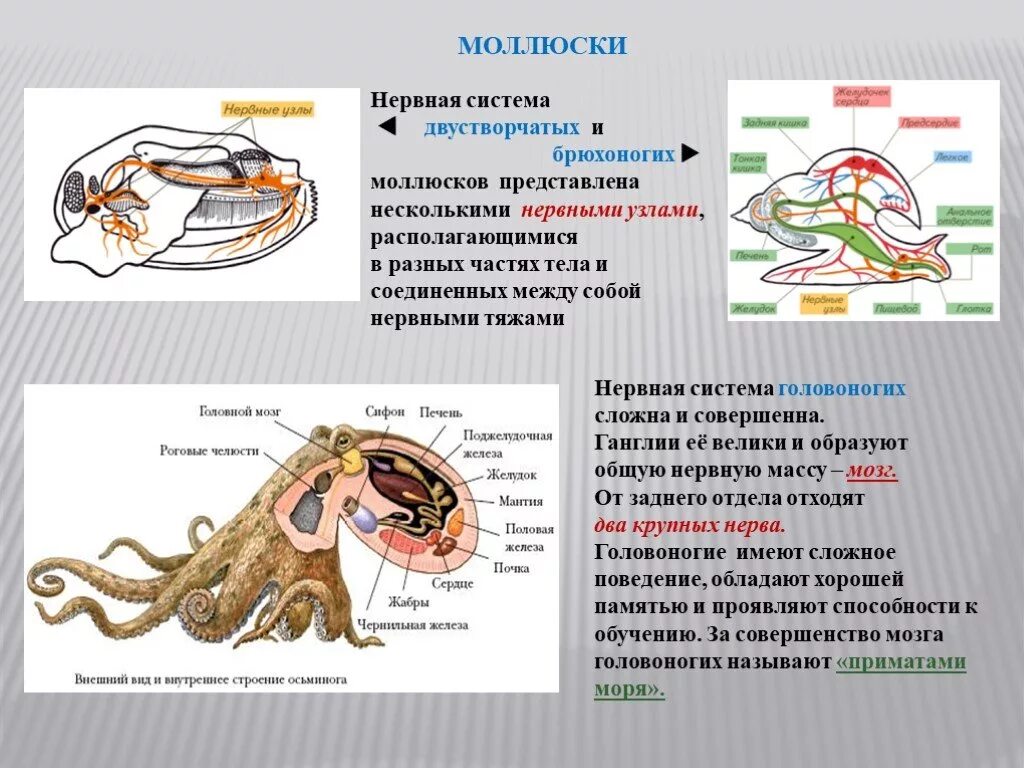 Тип моллюски класс двустворчатые нервная система. Класс головоногие моллюски нервная система. Строение пищеварительной системы головоногих моллюсков. Нервная система брюхоногих моллюсков Тип.