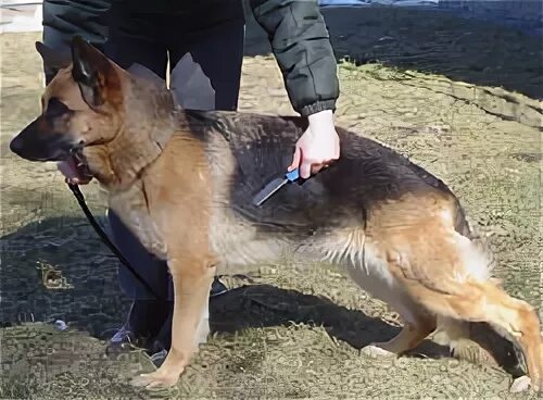 немецкая овчарка венгерка. чисти немецкая овчарки. немецкая овчарка в клинике. джек немецкая овчарка. чепрачная немецкая овчарка.