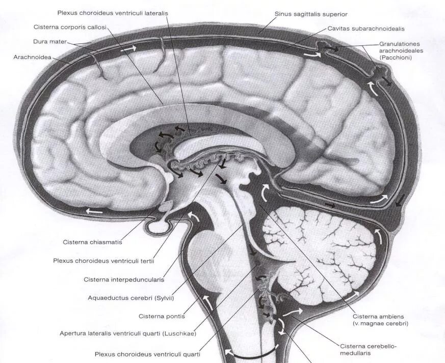 Большая цистерна больше нормы. Оболочки головного мозга: цистерны подпаутинного пространства. Базальные цистерны головного мозга анатомия. Цистерны головного мозга схема. Цистерны головного мозга на мрт анатомия.