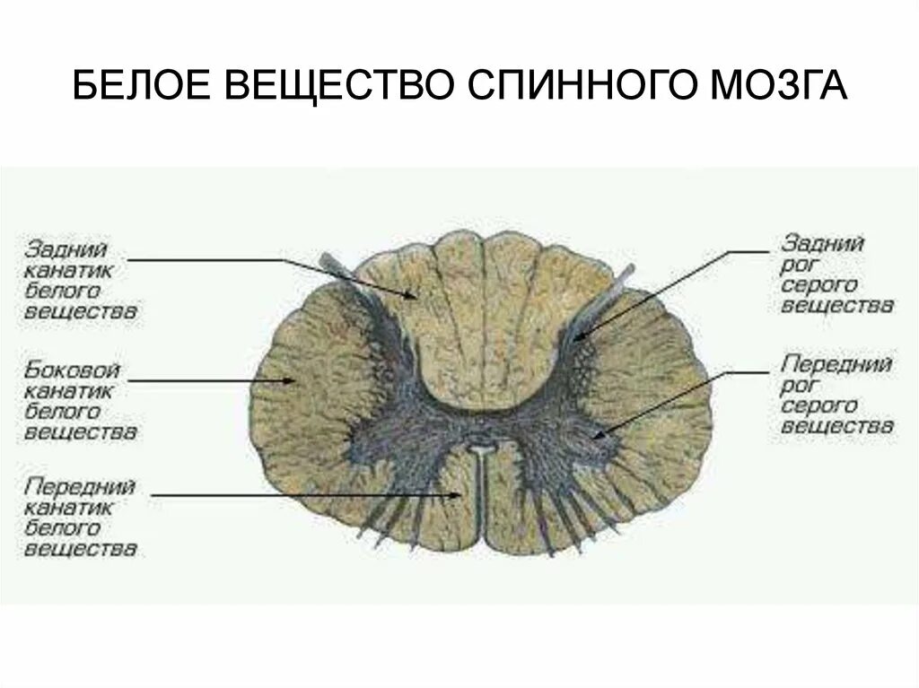 Задний рог серого вещества спинного мозга. Структура серого вещества мозга. Строение спинного мозга белое вещество серое вещество. Строение белого вещества спинного мозга анатомия. Структурные компоненты белого вещества спинного мозга.
