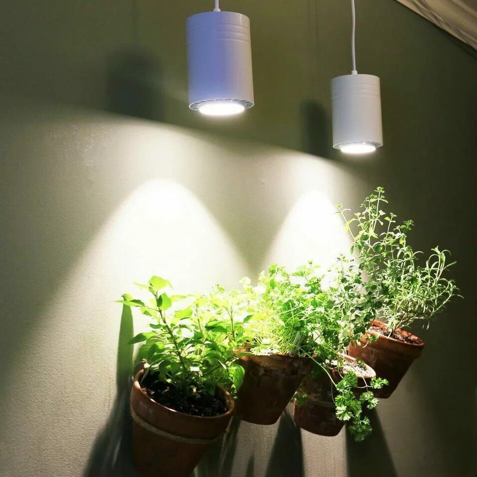 Освещение для комнатных растений. Лампа для комнатных растений. Лампы для цветов комнатных. Подсветка растений в интерьере. Лучшая подсветка для цветов