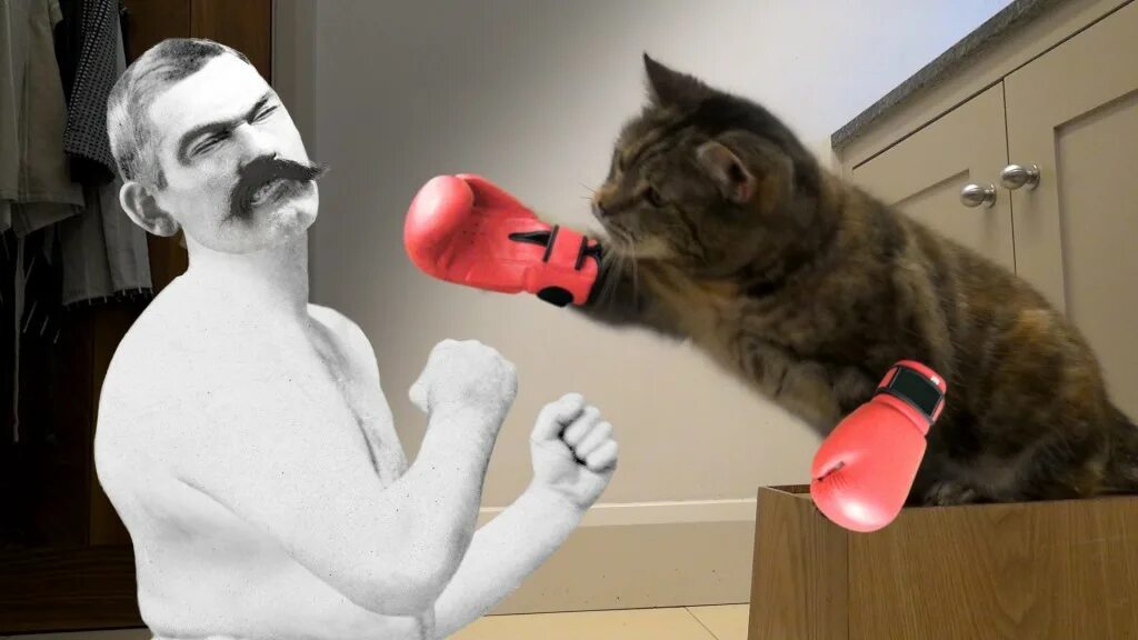 Звук нападения. Кот боксер. Кот боксирует. Бокс для кошек. Кот в боксерских перчатках.