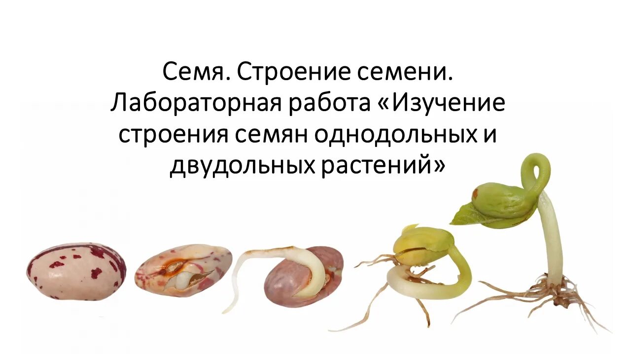 Лабораторная работа изучение строения половых. Лабораторная работа строение семян. лабораторная работа изучение строения семян. семя фасоли. изучение строения семян однодольных растений лабораторная работа.